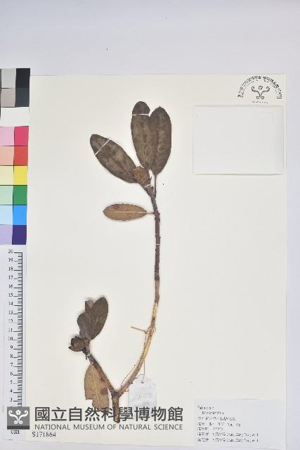 登錄號:S171864藏品圖，第1張