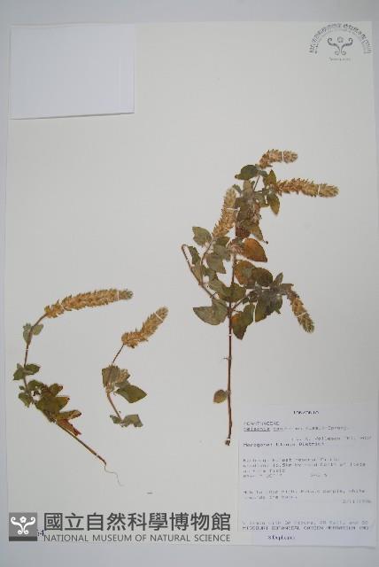 瘤子草藏品圖，第1張