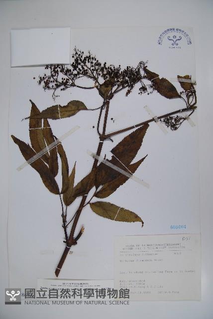 冇骨消藏品圖，第1張