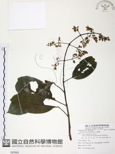 山香圓藏品圖，第1張