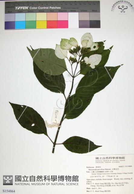 玉葉金花藏品圖，第1張