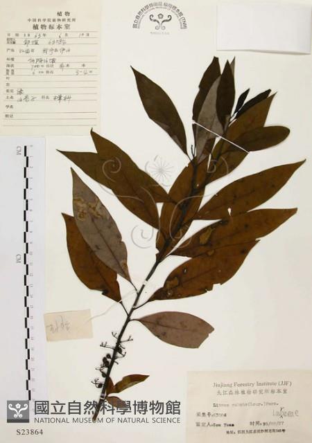 山胡椒藏品圖，第1張