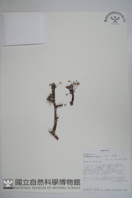 登錄號:S093864藏品圖，第1張
