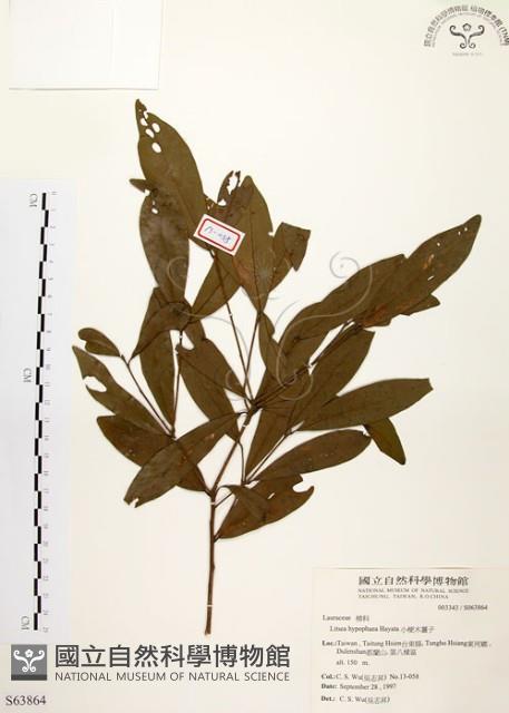 黃肉樹, 小梗木薑子藏品圖，第1張