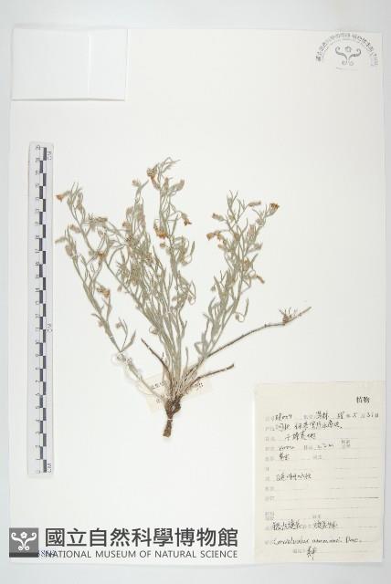 銀灰旋花藏品圖，第1張