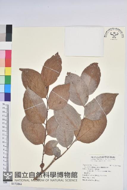 細葉饅頭果藏品圖，第1張