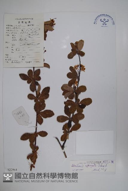 闊葉小檗藏品圖，第1張