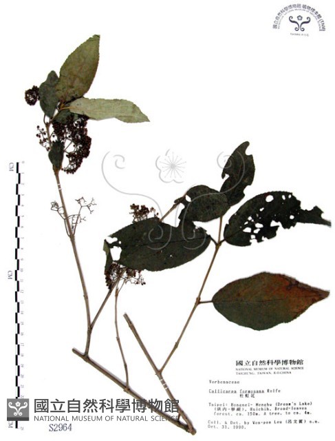 杜虹花，台灣紫珠藏品圖，第1張