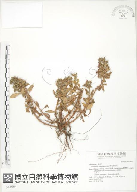 茅毛珍珠菜藏品圖，第1張