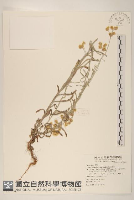 秋鼠麴草藏品圖，第1張