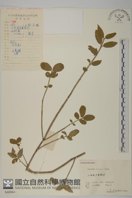 陳謀衛矛藏品圖，第1張