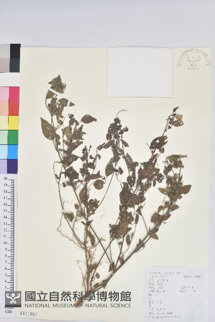 鐵莧菜藏品圖，第1張