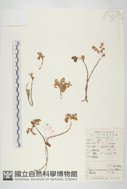 凹葉景天藏品圖，第1張