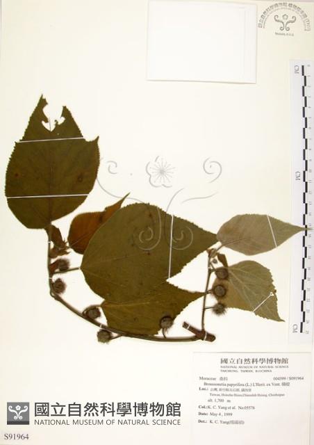 構樹藏品圖，第1張