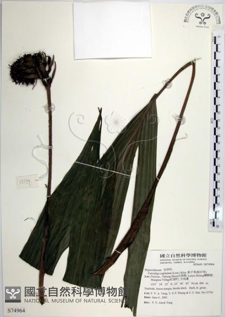 船子草、船仔草藏品圖，第1張