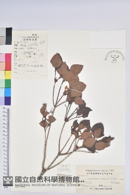 守城滿山紅、馬禮士杜鵑藏品圖，第1張