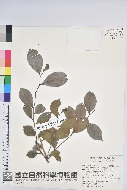 細葉饅頭果藏品圖，第1張