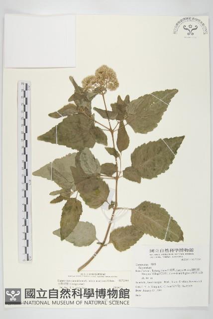 台灣澤蘭藏品圖，第1張