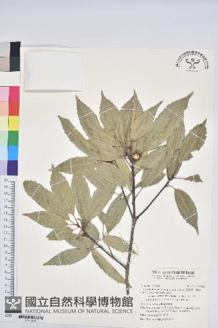 青剛櫟、鐵椆藏品圖，第1張