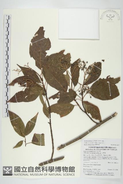 梜木藏品圖，第1張