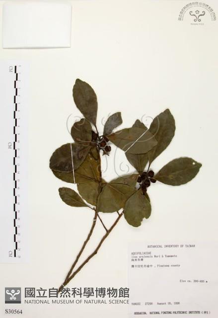 烏來冬青藏品圖，第1張