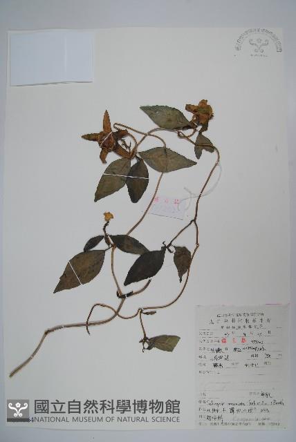 羊乳、四葉參藏品圖，第1張