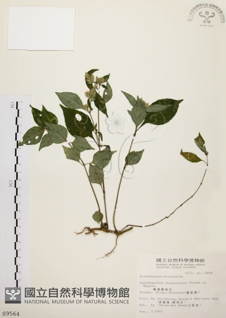 臺灣鱗球花藏品圖，第1張