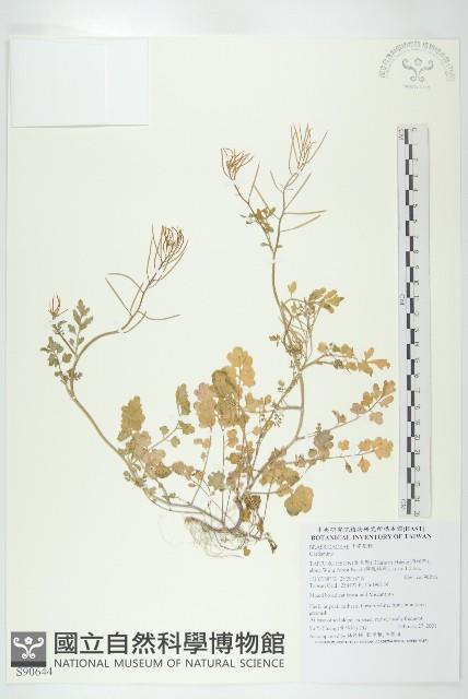 登錄號:S090644藏品圖，第1張