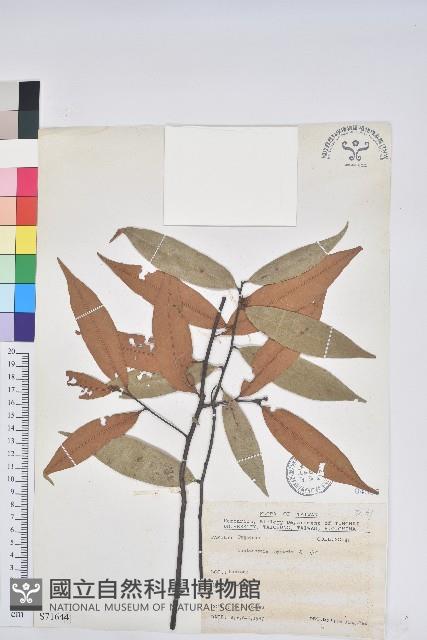 Accession Number:S071644 Collection Image