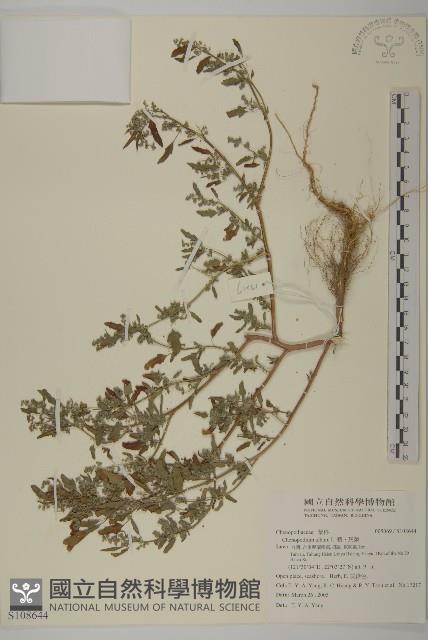 藜、灰藜藏品圖，第1張