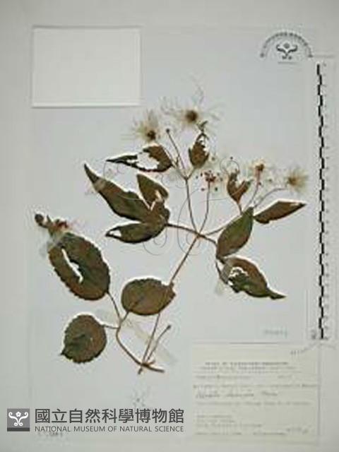 小木通藏品圖，第1張