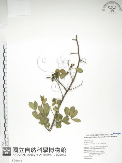 飛龍掌血藏品圖，第1張