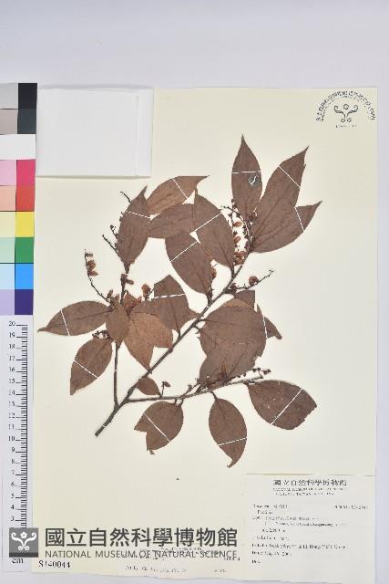 登錄號:S140044藏品圖，第1張