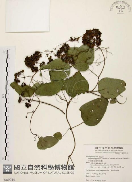 千金藤、金線吊烏龜藏品圖，第1張