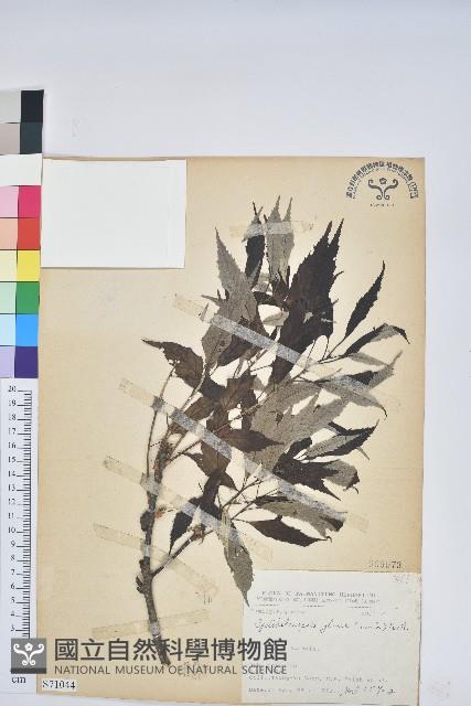 青剛櫟、鐵椆藏品圖，第1張