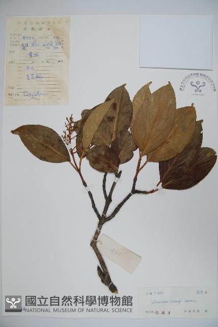 巴東莢迷藏品圖，第1張