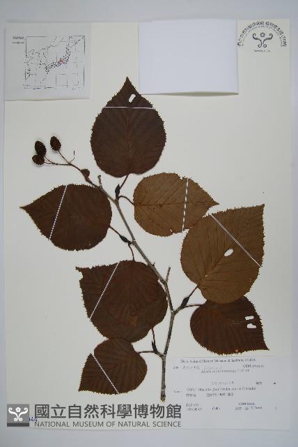 高地赤楊藏品圖，第1張