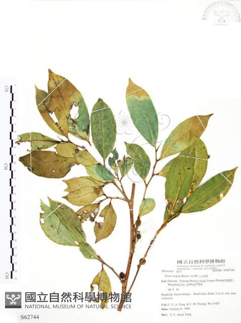 白肉榕藏品圖，第1張