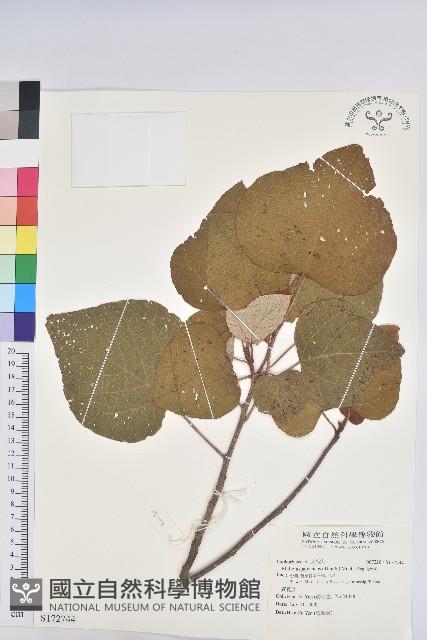 野桐藏品圖，第1張