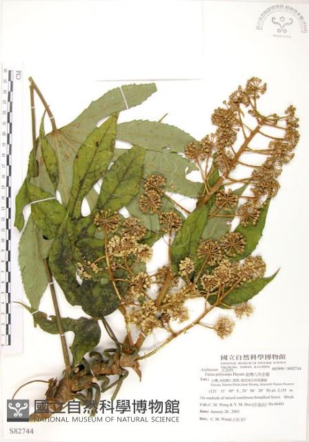 臺灣八角金盤藏品圖，第1張