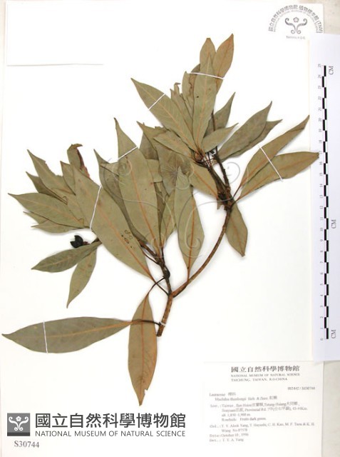 豬腳楠藏品圖，第1張