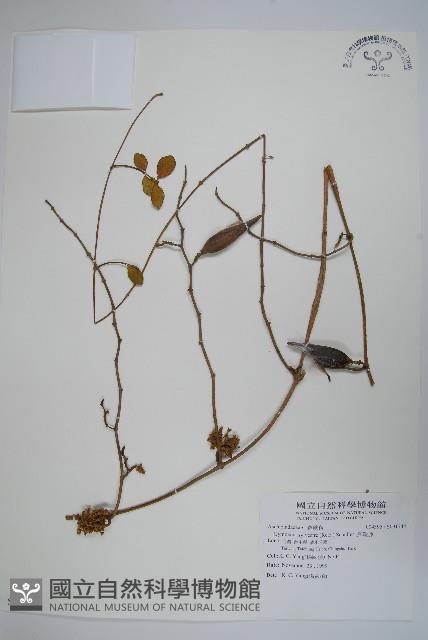 武靴藤藏品圖，第1張