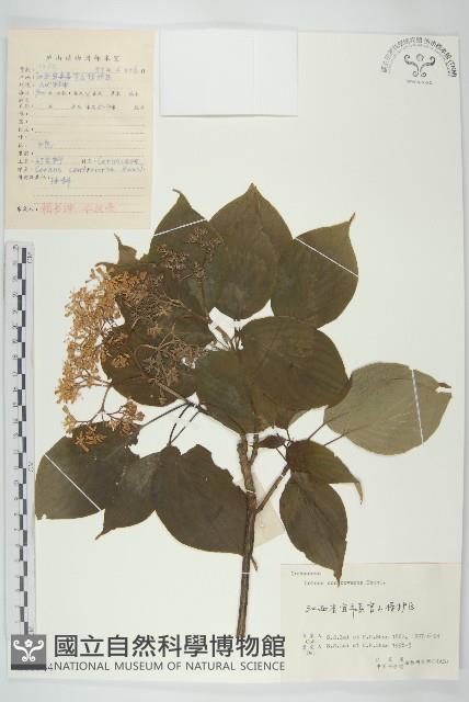 燈臺樹藏品圖，第1張