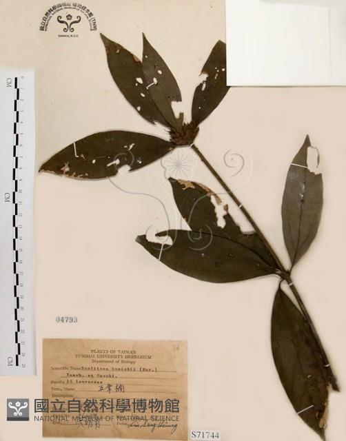 五掌楠藏品圖，第1張