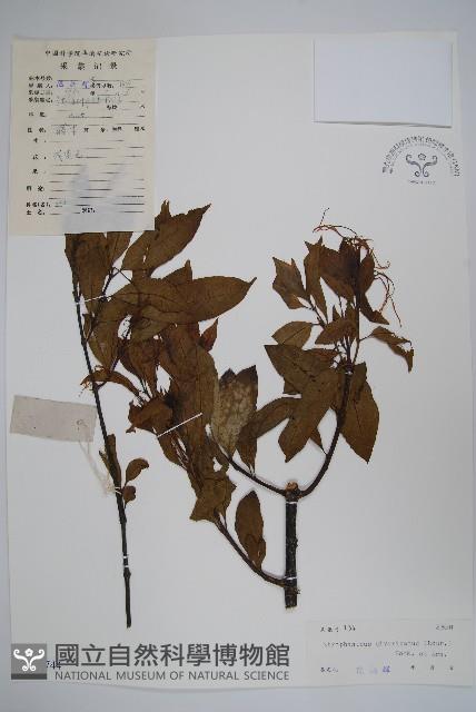 羊角扭藏品圖，第1張