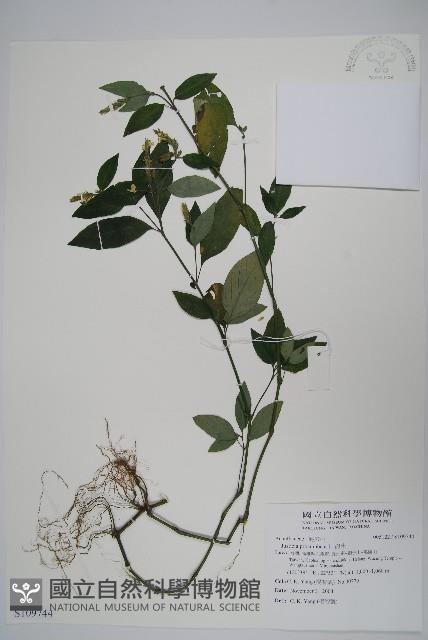 爵床藏品圖，第1張