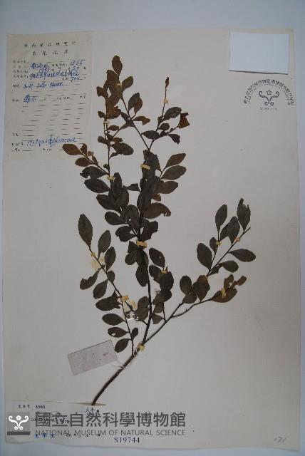 羅浮冬青、矮冬青藏品圖，第1張