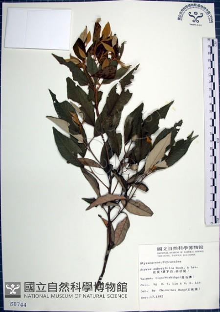 紅皮、葉下白、赤仔尾藏品圖，第1張