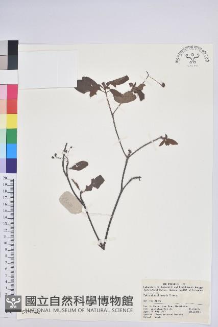 燈籠花藏品圖，第1張