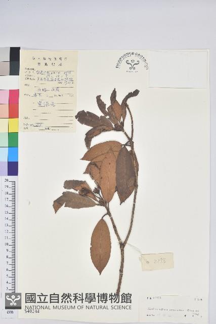 短脈杜鵑藏品圖，第1張